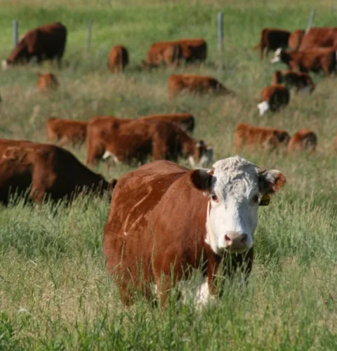 Forage nitrate levels can spike following rain